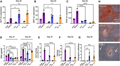 Engineering of extracellular matrix from human iPSC-mesenchymal progenitors to enhance osteogenic capacity of human bone marrow stromal cells independent of their age